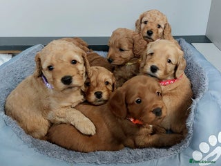 Cockapoo dogs Home bred, well socialised, trained,F1b cockapoos - Advert 1