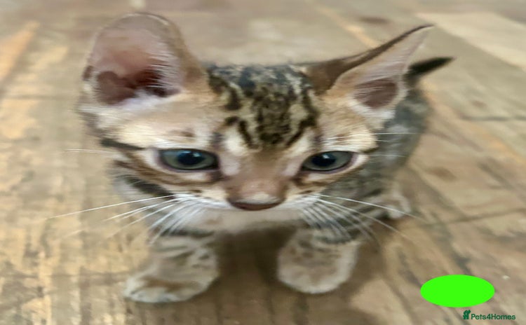 Bengal cats - Advert 3