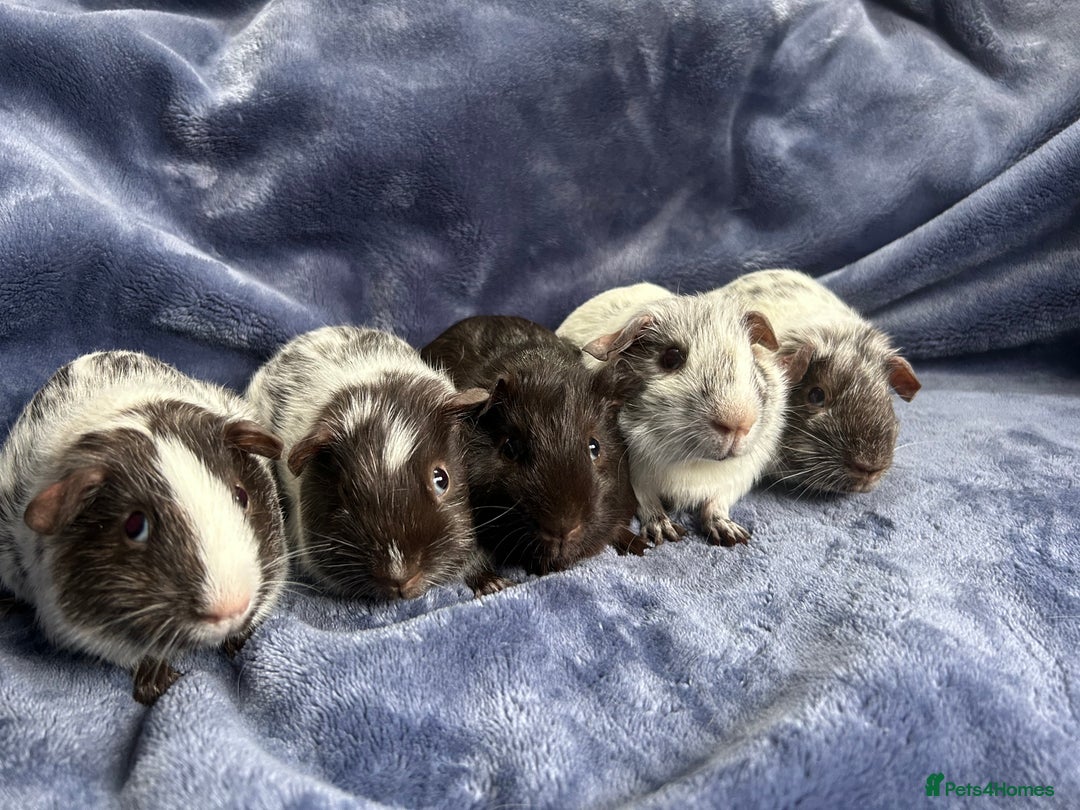 Guinea Pig rodents for sale: Dalmation baby Guinea pigs - Advert 2