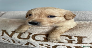 Golden Retriever dogs - Advert 14