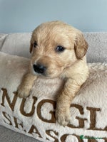 Golden Retriever dogs - Advert 12