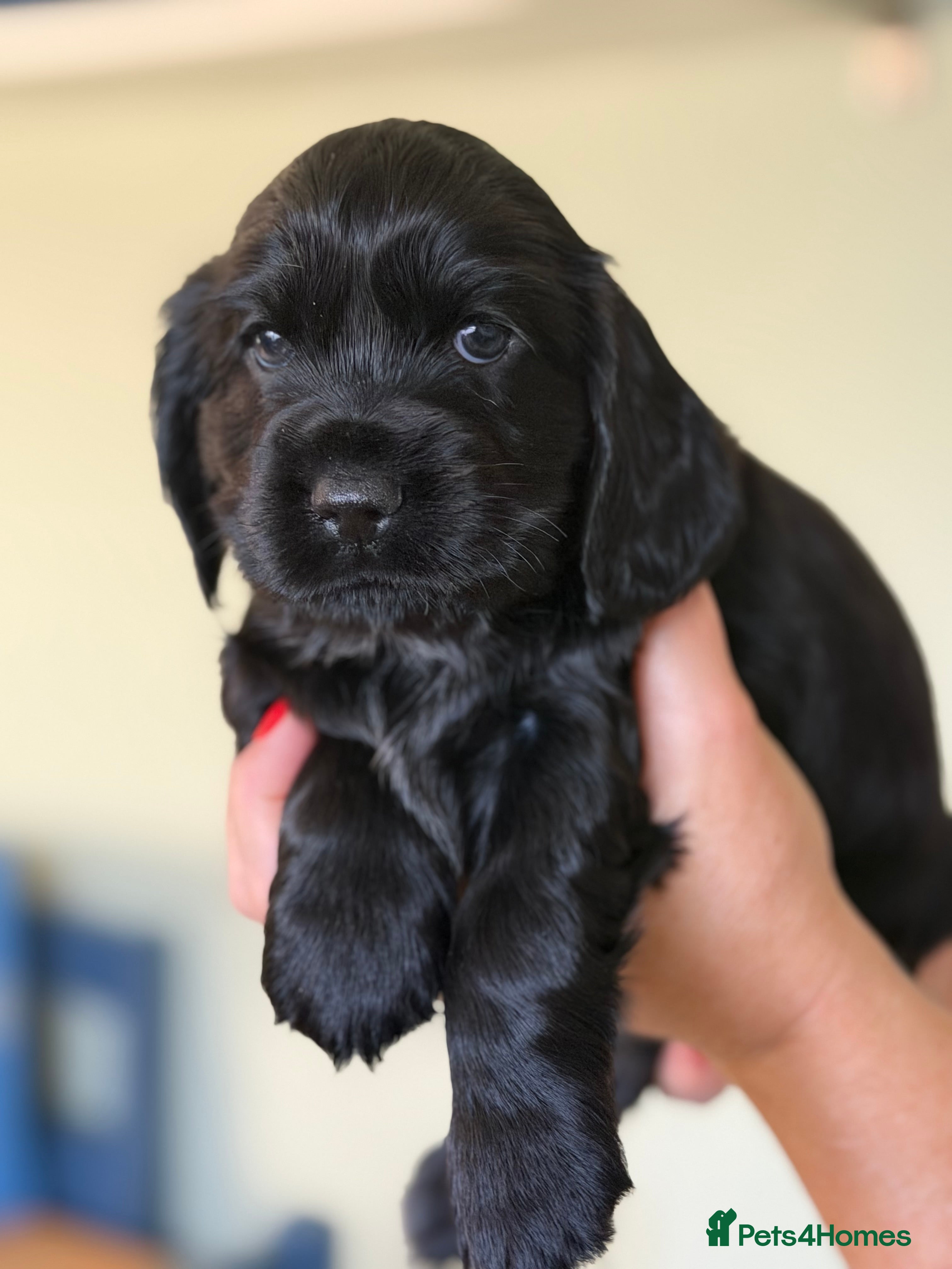 Cocker Spaniel dogs Beautiful Show Cocker Spaniel Puppies - Advert 1