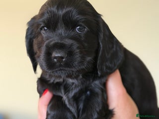 Cocker Spaniel dogs Beautiful Show Cocker Spaniel Puppies - Advert 4