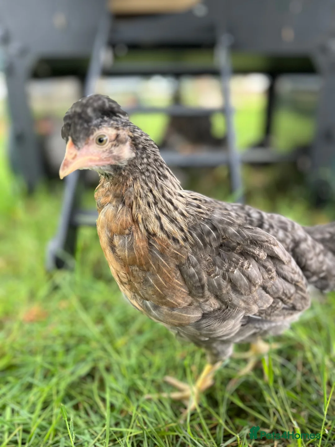 Chickens poultry for sale: Cream legbar chicks, growers, pullets, hens, eggs - Advert 6
