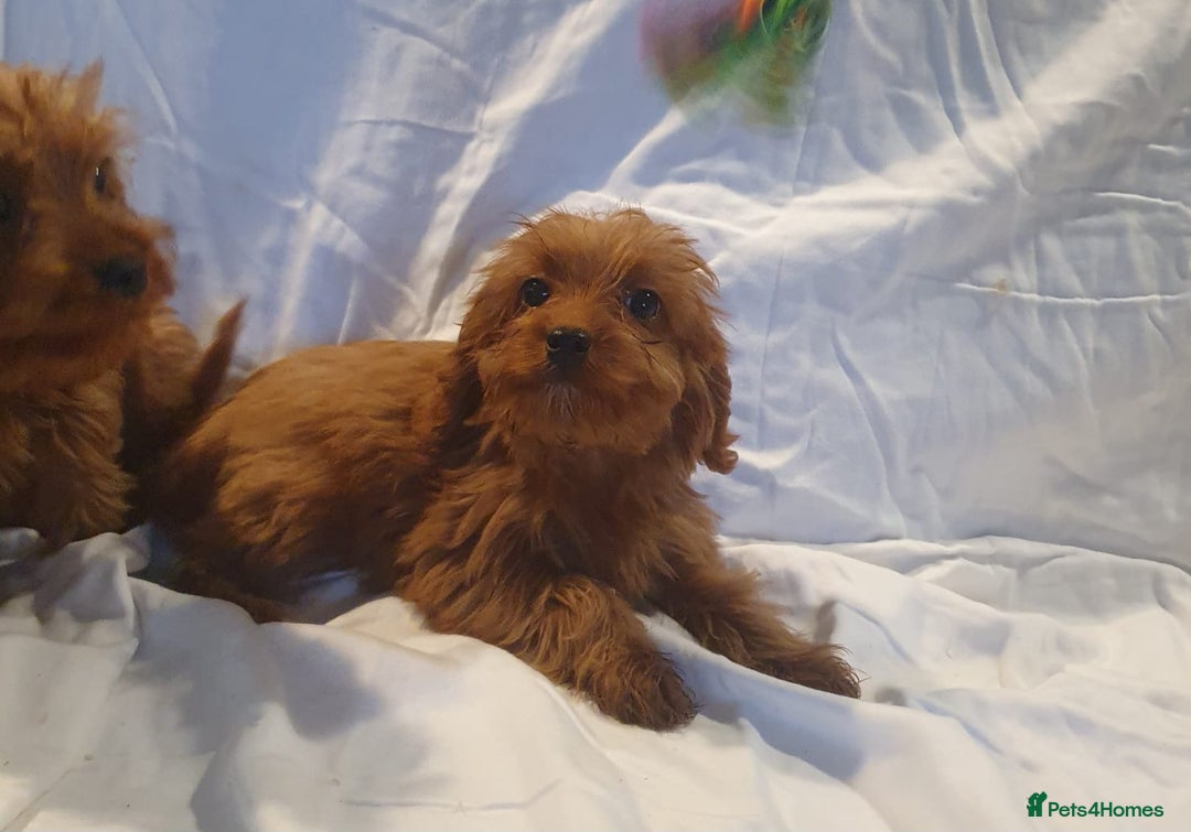 Cavapoo dogs for sale: Cavapoo - Advert 9