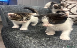 American Shorthair cats for sale: Kittens for sale  - Image 8