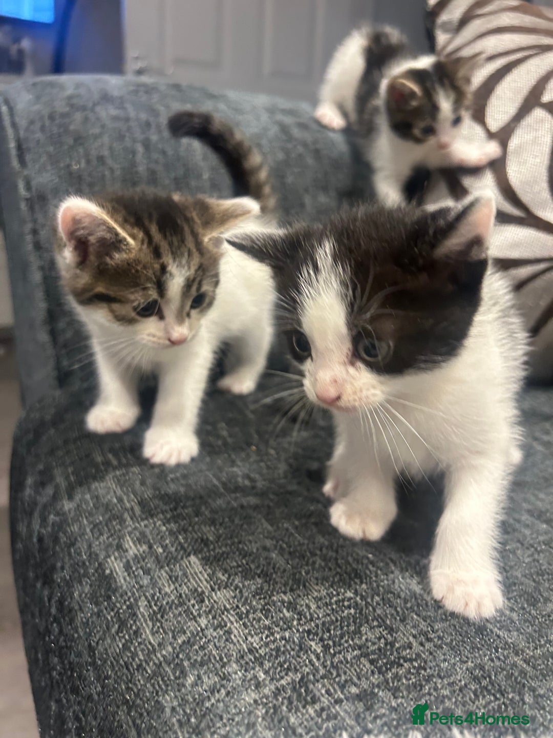 American Shorthair cats for sale: Kittens for sale  - Image 8