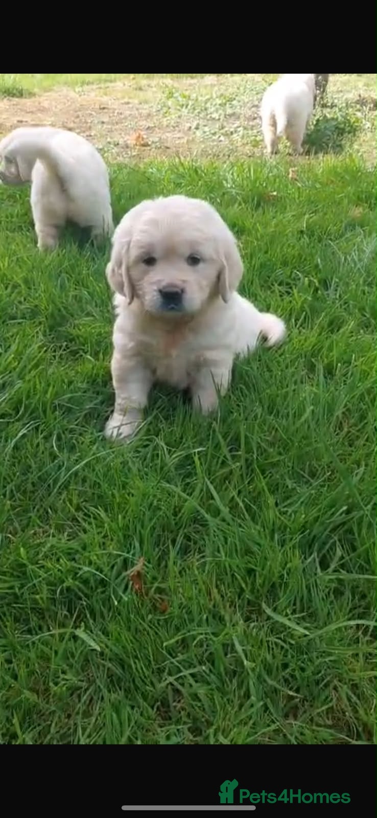 Golden Retriever dogs Golden retriever puppies  - Advert 2