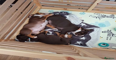 Mixed Breed dogs - Advert 6