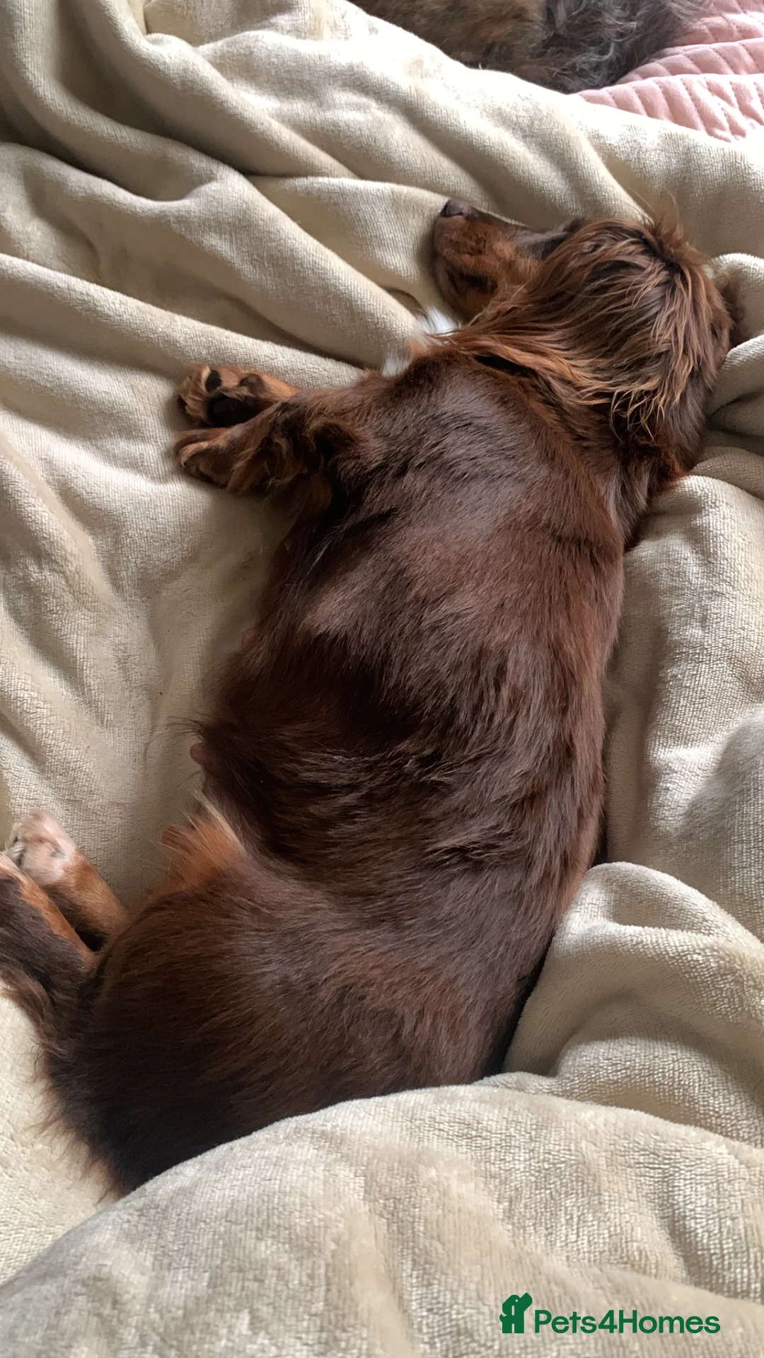 Dachshund dogs for sale: Little boy and girl  - Advert 1