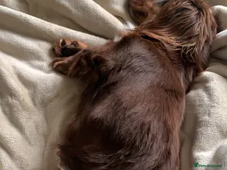 Dachshund dogs Little boy and girl - Advert 5