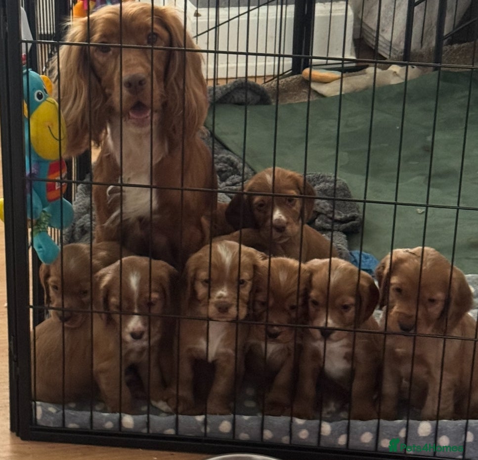 Cocker Spaniel dogs Fox red cocker spaniels  - Advert 2