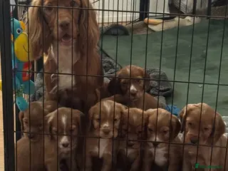 Cocker Spaniel dogs Fox red cocker spaniels - Advert 2