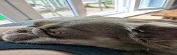 French Bulldog dogs for sale: Female fluffy French bulldog  - Advert 4