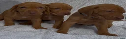 Hungarian Vizsla dogs for sale: Champion grade import vizslas puppies - Advert 13