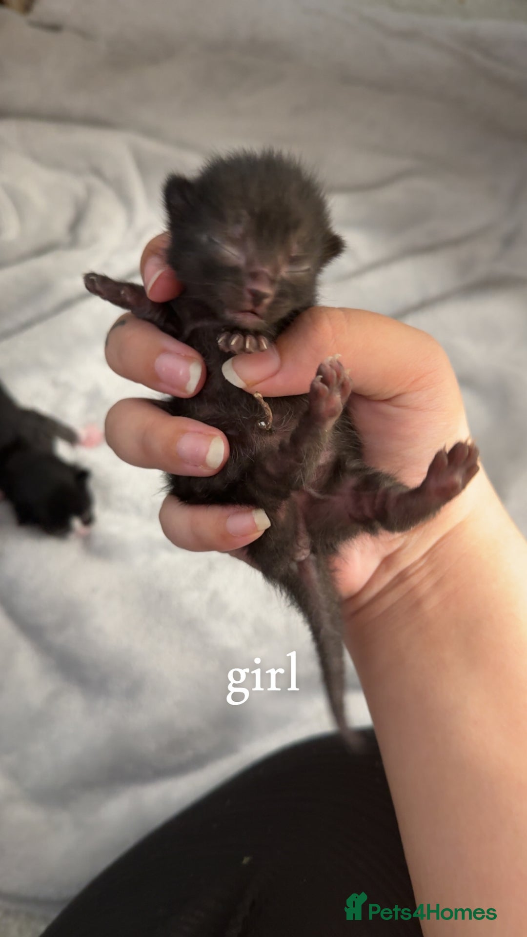 Bombay cats for sale: 3 male 1 female bombay x kittens  - Image 3