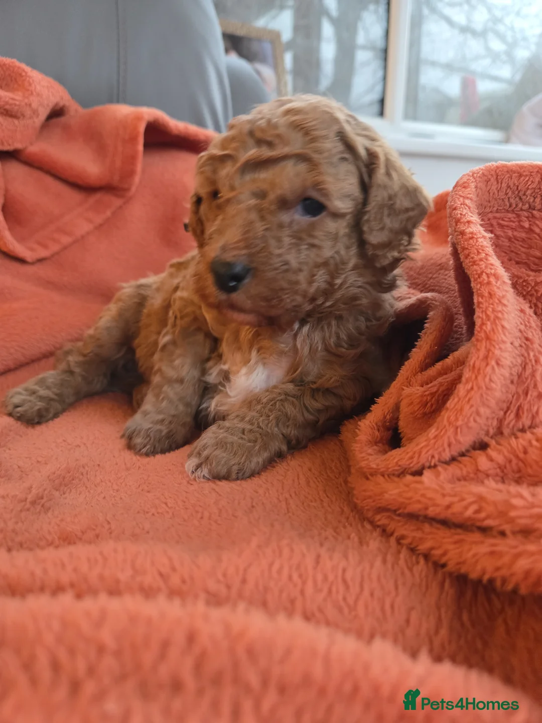 Mixed Breed dogs for sale: Beautiful Health Tested Poochon Cross Puppies  - Advert 15