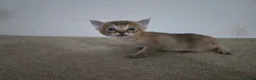 Chausie cats for sale: CHAUSIE F6  - Advert 7