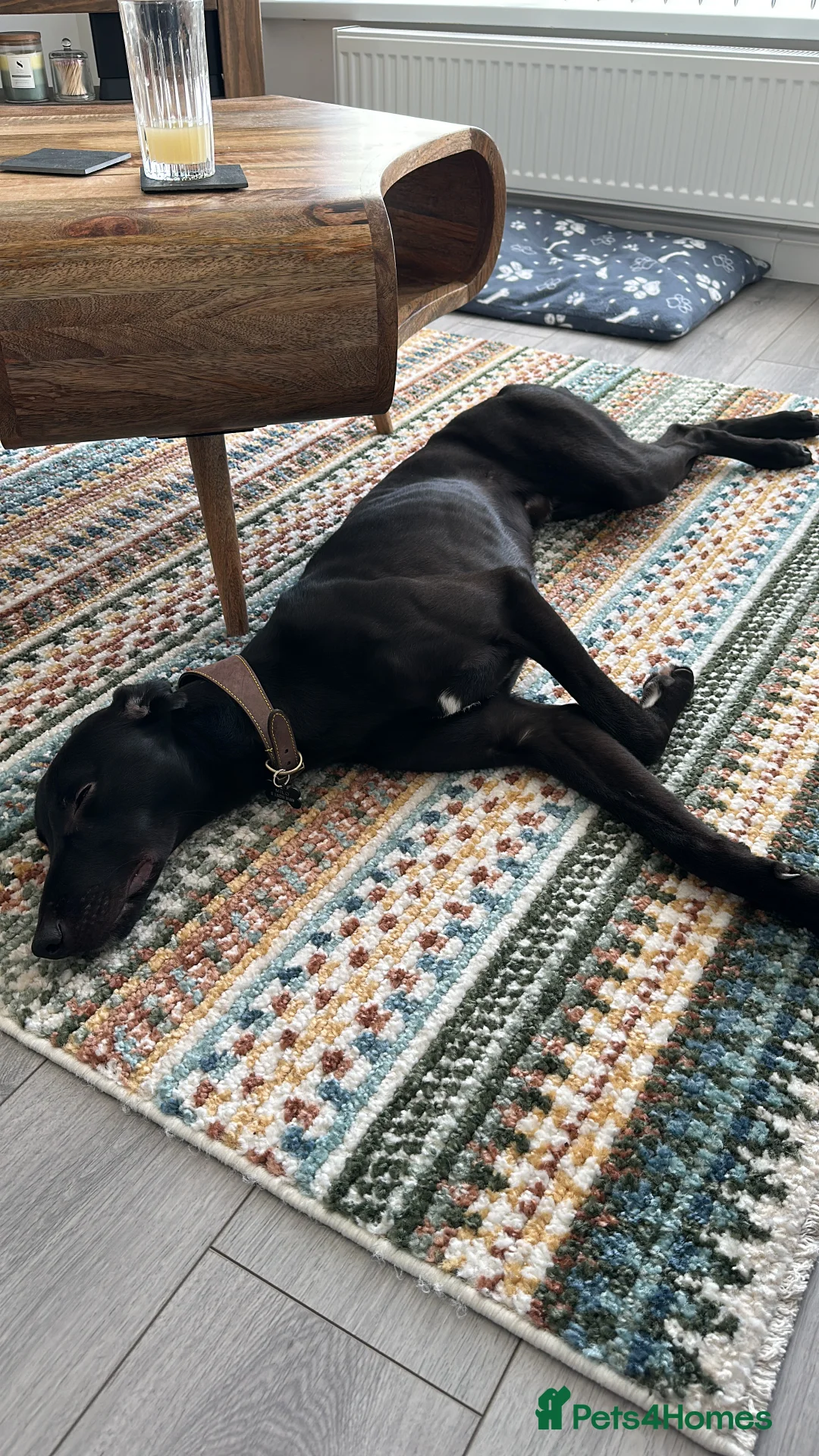 Mixed Breed dogs for sale: Milo - Lurcher x Greyhound male 11month  - Advert 8