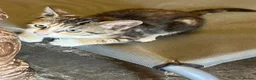 Mixed Breed cats for sale: From £60. 1 kitten left for a special home - Advert 3