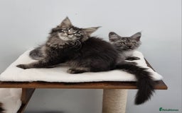 Maine Coon cats for sale: Pedigree Maine Coon Kittens for sale  - Image 4