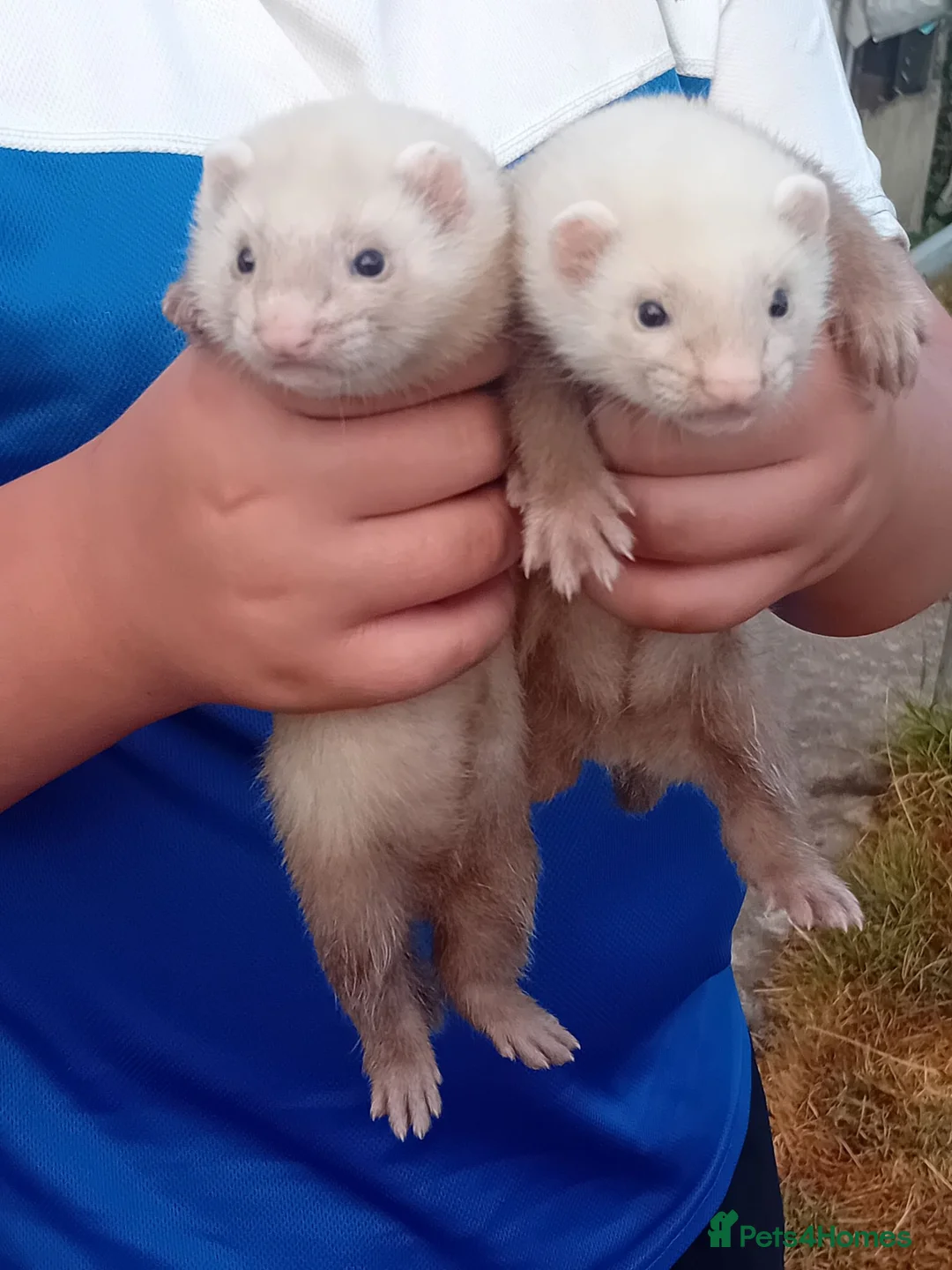 Ferret rodents for sale: Ferret kits - Advert 2