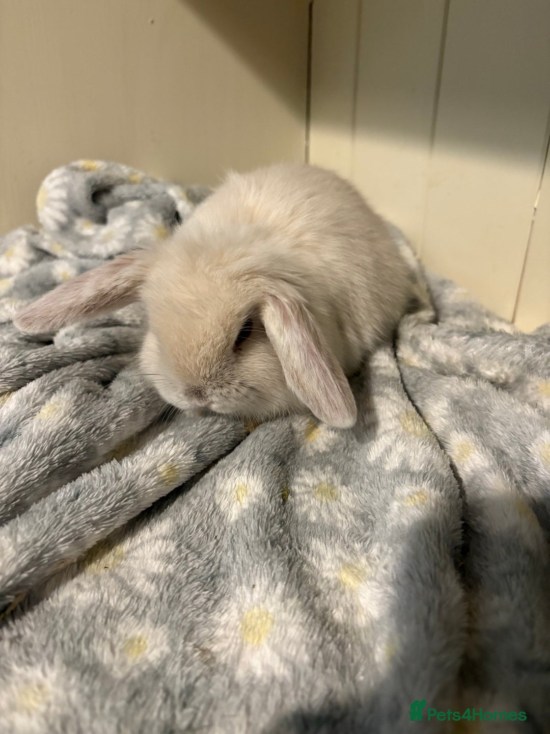 Mini Lop rabbits for sale: Vaccinated/raised indoors, mini lops and lion lop  - Advert 1