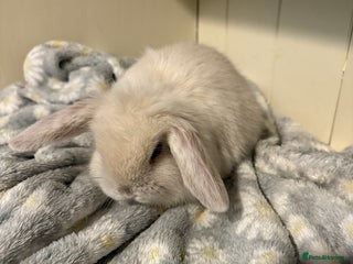 Mini Lop rabbits Vaccinated/raised indoors, mini lops and lion lop - Advert 3
