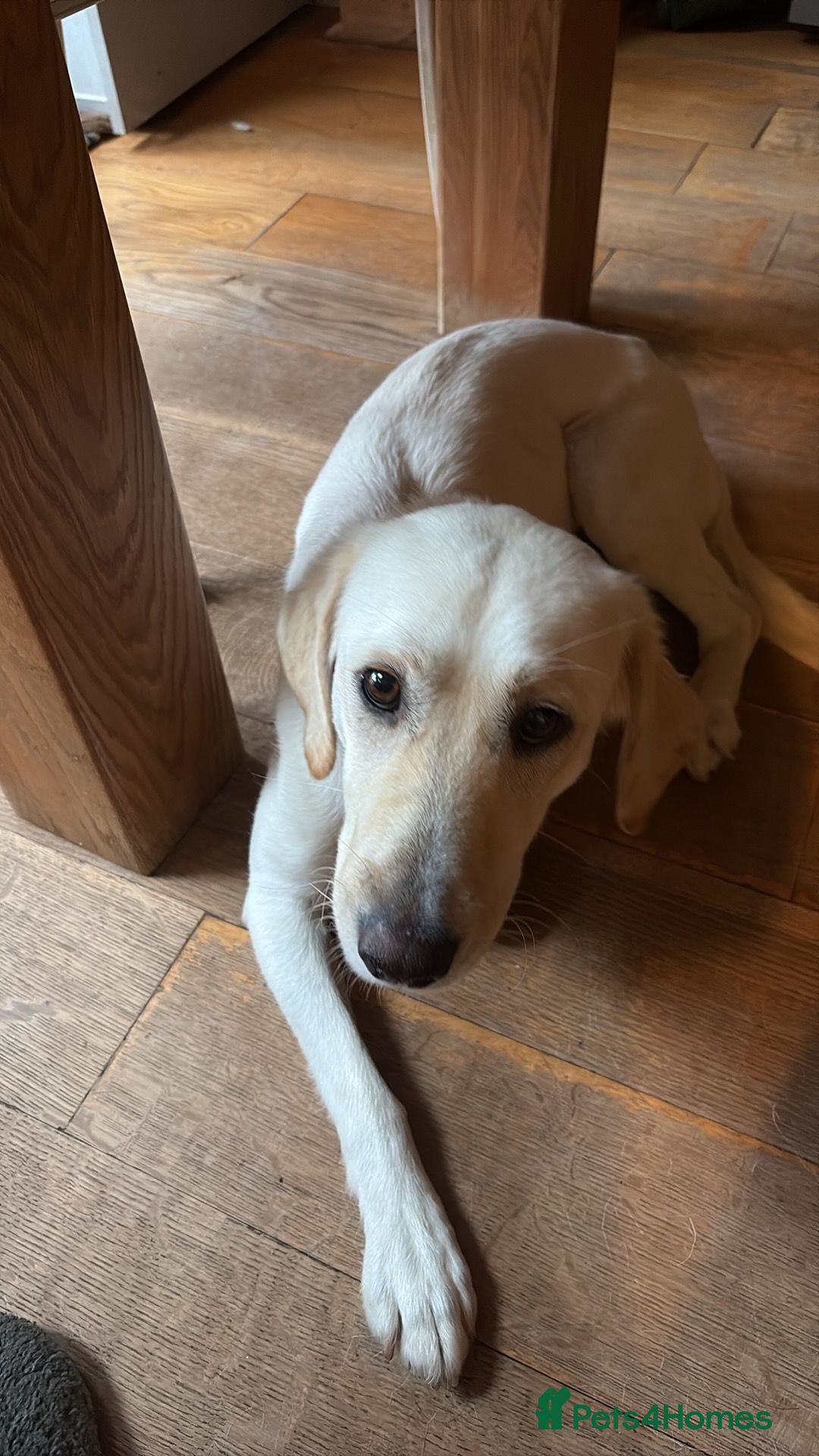 Mixed Breed dogs Sweet Camille is looking for her forever home - Advert 1