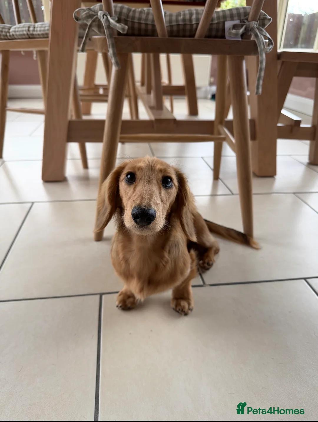 Miniature Dachshund dogs for stud: Miniature dachshund long haired KC registered  - Advert 2