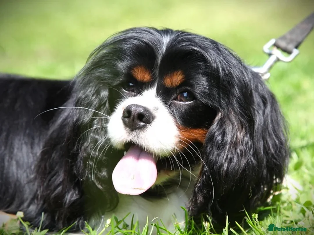 Cavalier King Charles Spaniel dogs for sale: Beautiful Adult Male - Advert 2