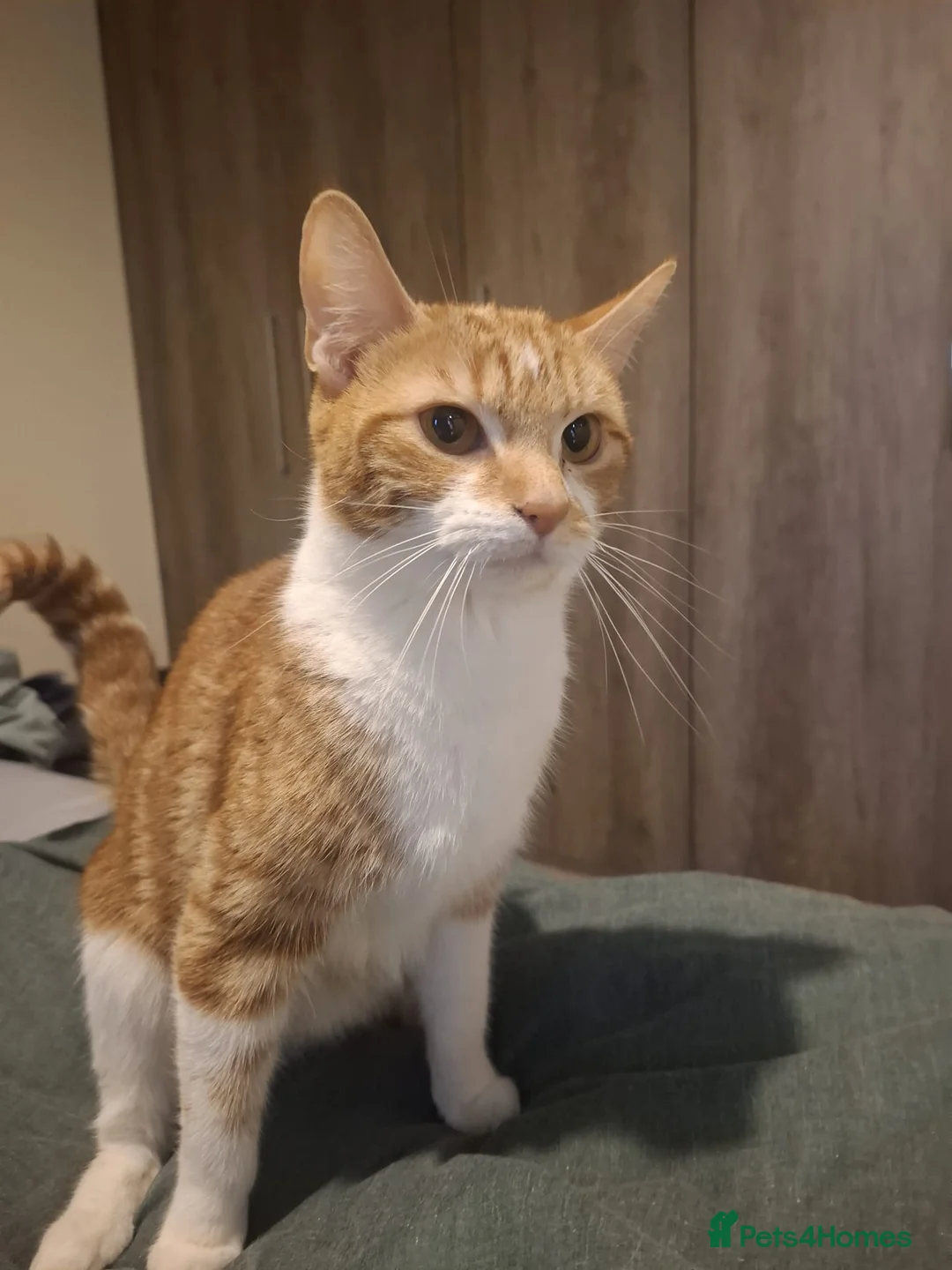 Mixed Breed cats for sale: Cute kittens for sale - Advert 1