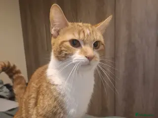 Mixed Breed cats Cute kittens for sale - Advert 1