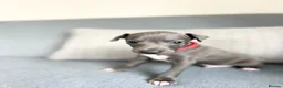 Italian Greyhound dogs for sale: Outstanding KC reg Italian greyhound puppies  - Advert 7