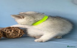 British Shorthair cats for sale: Stunning British shorthair kittens AN 12 GCCF  - Image 8