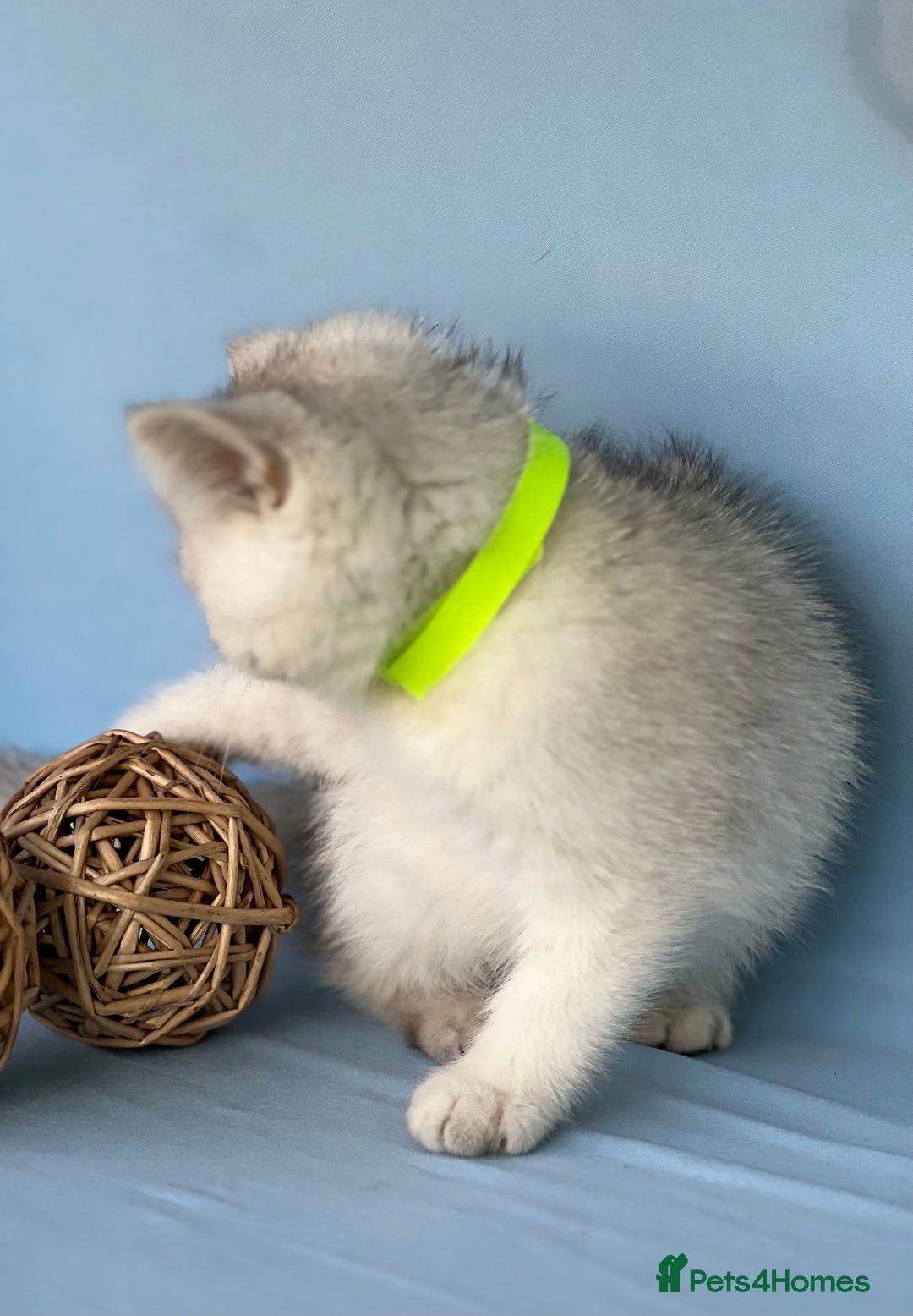 British Shorthair cats for sale: Stunning British shorthair kittens AN 12 GCCF  - Image 8