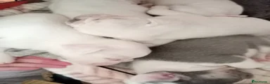 French Bulldog 4