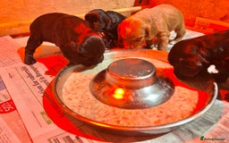 Cocker Spaniel dogs for sale: Cocker spaniel puppies  - Image 3