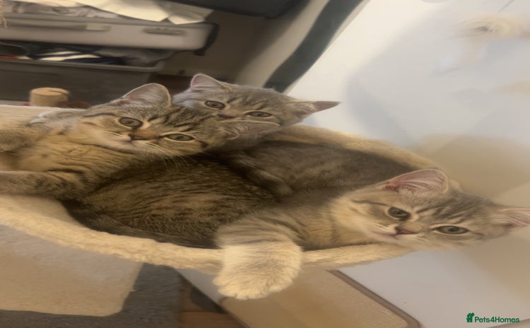 British Shorthair cats - Advert 5