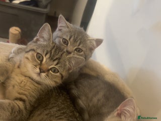 British Shorthair cats - Advert 35