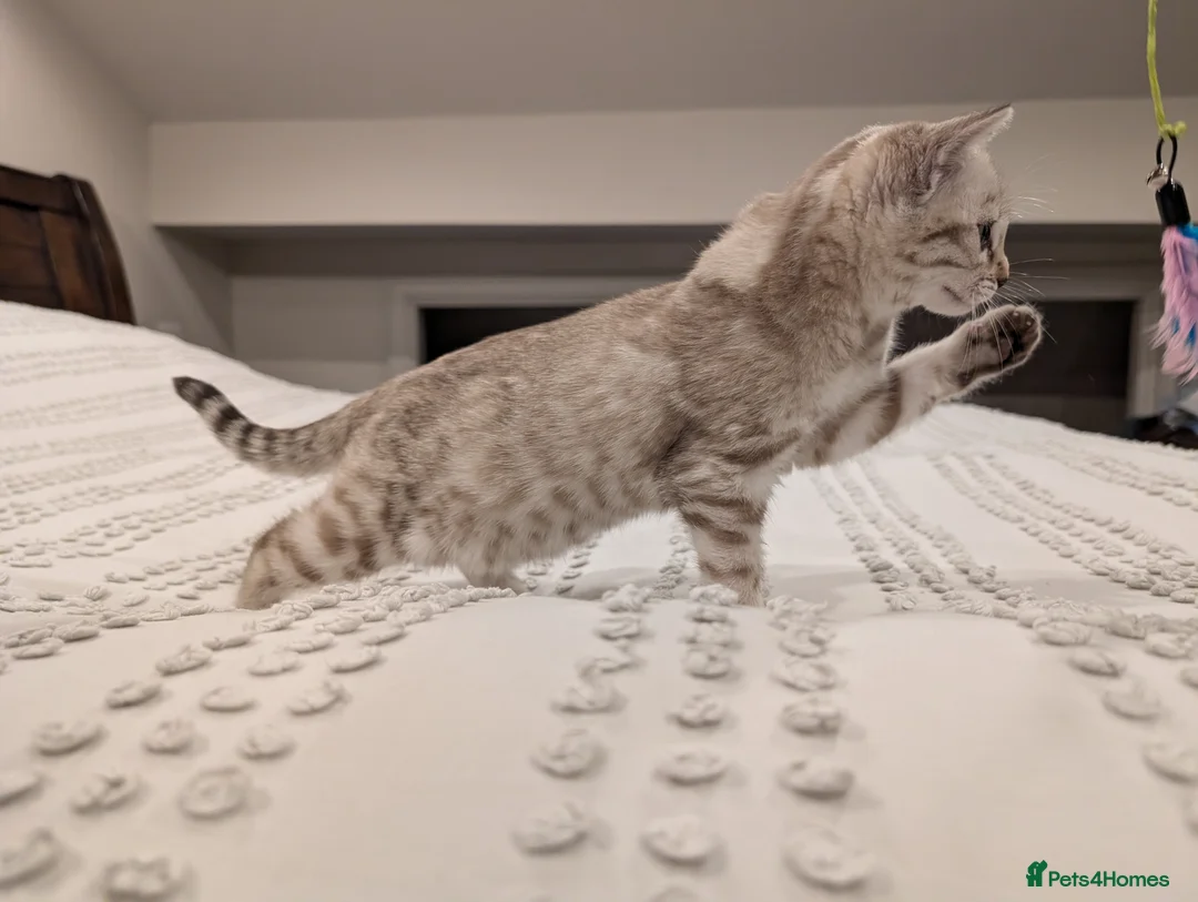 Bengal cats for sale: 🤍🩶 Stunning Snow Bengal Kittens 🩶🤍 - Advert 17