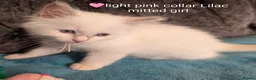 Ragdoll cats for sale: 💙GCCF 💙💛Ragdoll blue point mitted kittens  - Advert 38