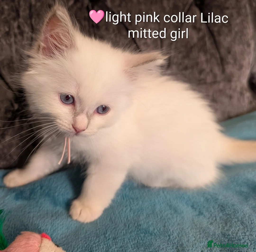 Ragdoll cats for sale: 💙GCCF 💙💛Ragdoll blue point mitted kittens  - Advert 38