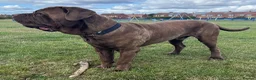 Neapolitan Mastiff dogs for sale: 2 Neapolitan mastiff puppies  - Advert 27