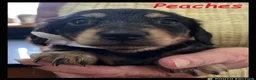Miniature Dachshund dogs for sale: Miniature Dachshund puppies ⭐⭐ - Advert 13