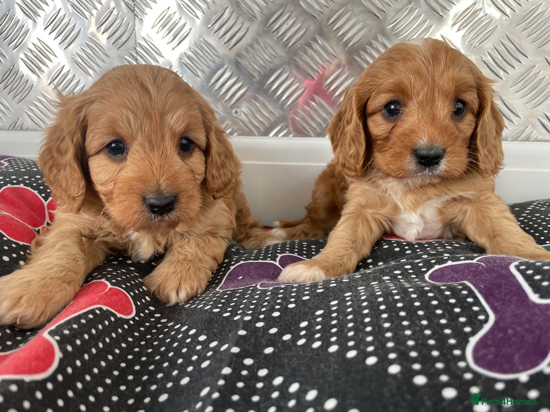 Cavapoo dogs for sale: F1 CAVAPOO puppies for sale  - Image 22