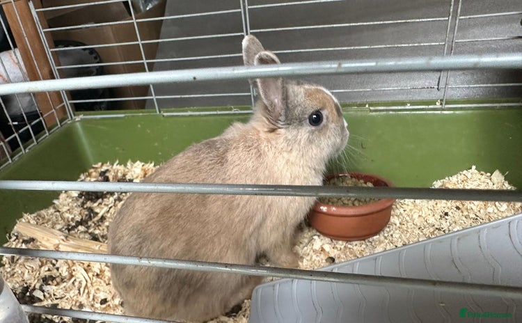 Netherland Dwarf rabbits - Advert 1