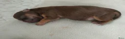 Chihuahua dogs for sale: Three stunning long coat puppies  - Advert 8