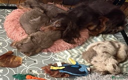 Miniature Dachshund dogs for sale: Mini longhaired Isabella/tan Dachshunds VACCINATED - Image 17