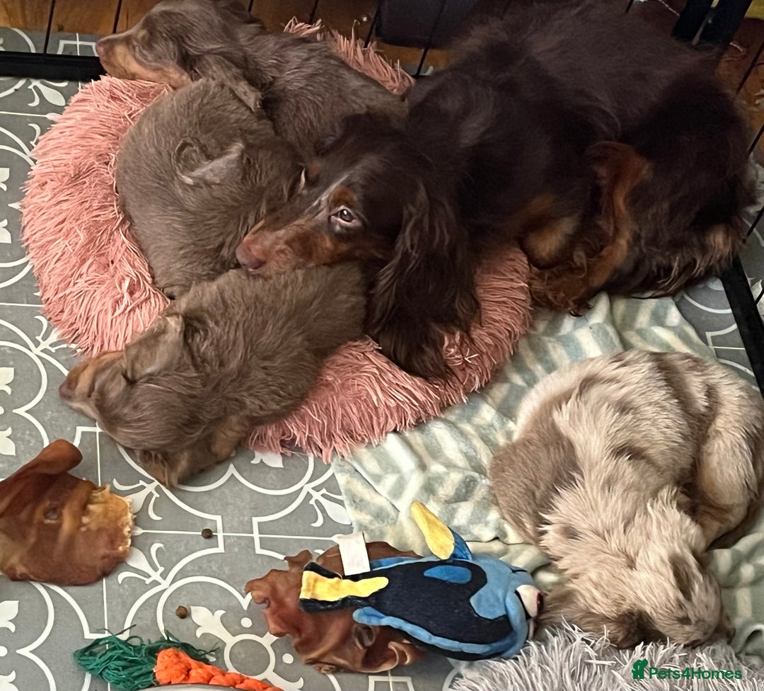 Miniature Dachshund dogs for sale: Mini longhaired Isabella/tan Dachshunds VACCINATED - Image 17